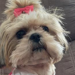 Shih Tzus from Simply Sweet & Adorable Shihtzus