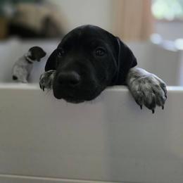 German Shorthaired Pointer Puppies from Mike's German Shorthaired Pointers