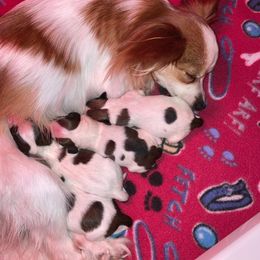 Papillon Puppies from Kerwan Papillons