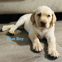 Banks - Yellow male Labrador Retriever puppy in Rock Hill, South Carolina from North Star Retrievers
