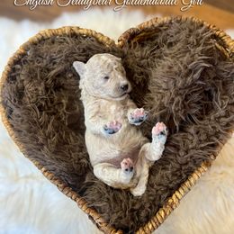 Q-tip - Apricot female Goldendoodle puppy in Grove, Oklahoma from Guinn Family Farms