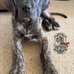 Uno - Brindle female Great Dane puppy in White City, Kansas from Southwind Great Danes
