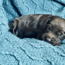 Australian Labradoodle Puppies from Salona- Australian Labradoodles of North America