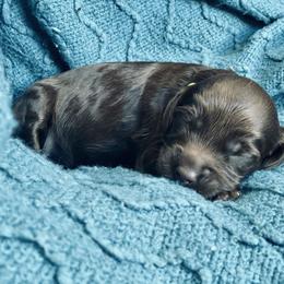 Australian Labradoodle Puppies from Salona- Australian Labradoodles of North America
