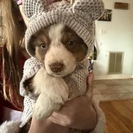 Jacob aka Chunk or FatFat - Red tri-color male Australian Shepherd puppy in Four Oaks, North Carolina from RoseWest Farms