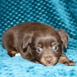 Poppy's Minimal White RTF - Red tri female Toy Australian Shepherd puppy in Leighton, Alabama from Isbell Land & Livestock, LLC