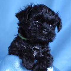 Affenpinscher and Lagotto Romagnolo Puppies from Skyfall and Morena