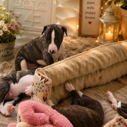 Pink girl - Black brindle female Whippet puppy in Menifee, California from Wonderstruck