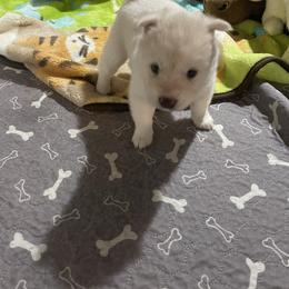 Hiro - White male Siberian Husky puppy in Diamond Lake, Washington from Husky Haven WA