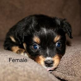 Black Tri female 1 - Black tri female Miniature Australian Shepherd puppy in Redding, California from Lavish Luxuries Mini and Toy Australian Shepherds