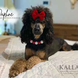 Daphne - Poodle
