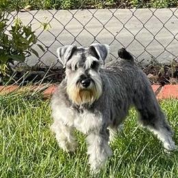 Miniature Schnauzers from Stephanie’s Schnauzers