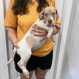Bailey - Mantle merle female Great Dane puppy in Florida from Beachside Kennels