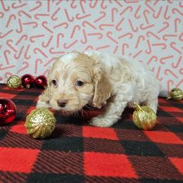 Prancer - Buff and white male Cockapoo puppy in Bronson, Florida from Tabler Family Puppies