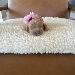 Girl 1 - female Australian Labradoodle puppy in Ferndale, Washington from Annie's Doodles