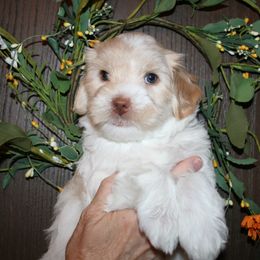 Australian Labradoodle Puppies from Windsor Creek Labradoodles