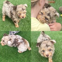 Aussiedoodle and Australian Shepherd Puppies from Legacy Farm