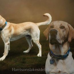 Hurley - Labrador Retriever