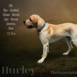 Hurley - Labrador Retriever