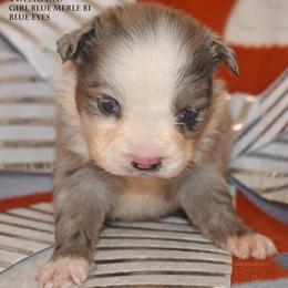 Peppermint - Blue merle female Miniature Australian Shepherd puppy in Patterson, North Carolina from DreamLine Aussies