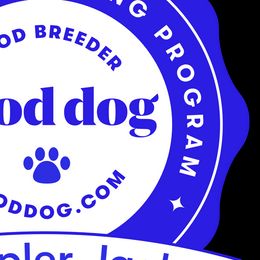 Jack Russell Terriers from Wampler Jacks