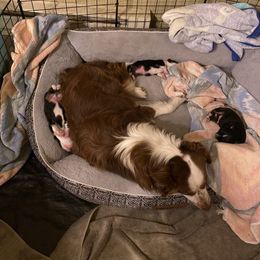 Miniature Australian Shepherd Puppies from shaylea McMillan