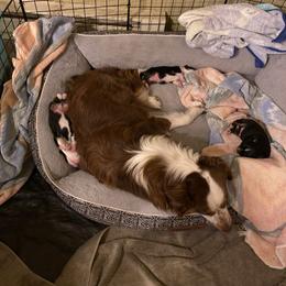 Miniature Australian Shepherd Puppies from shaylea McMillan