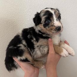 Snickers - Black tri-color female Australian Shepherd puppy in Weeki Wachee, Florida from Ace of Spades Australian Shepherds