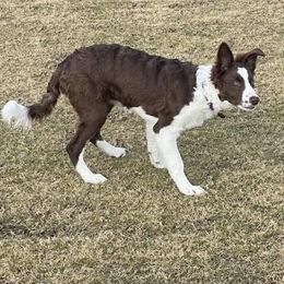 Border Collie Puppies from Willow Spring Border Collies