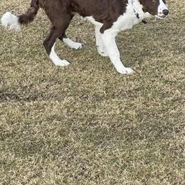 Border Collie Puppies from Willow Spring Border Collies