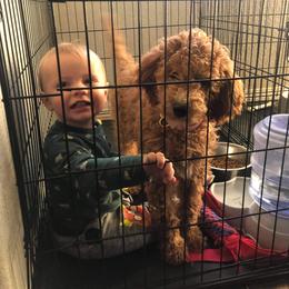 Goldendoodle Puppies from AZ/CO Designer Goldendoodles