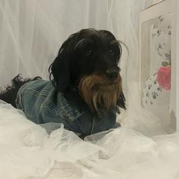 Robin - Dachshund