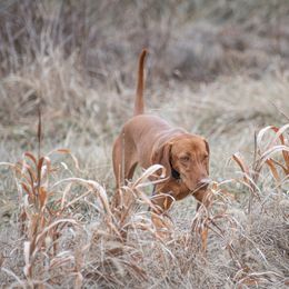 cc - Vizsla