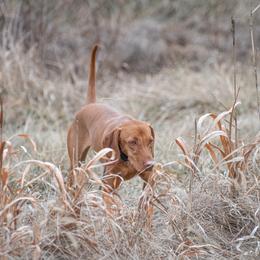 cc - Vizsla