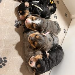 Aussiedoodle and Australian Shepherd Puppies from Junipersdoodles