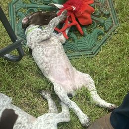 German Shorthaired Pointer Puppies from Jerri Ford