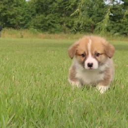 Pembroke Welsh Corgi Puppies from Texas Three Corgis