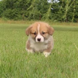 Pembroke Welsh Corgi Puppies from Texas Three Corgis