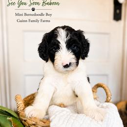 See You Soon Baboon - Tri-color male Bernedoodle puppy in Grove, Oklahoma from Guinn Family Farms