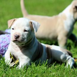 Girl 2 - Fawn female American Staffordshire Terrier puppy in Kewaskum, Wisconsin from Heritage AmStaffs