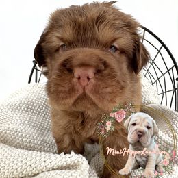 Hopper - Fawn male Companion Cross puppy in Hugo, Oklahoma from Mini Hippo Land