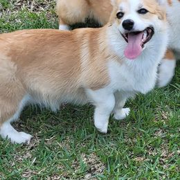 Pembroke Welsh Corgis from SunDrop Pembroke Welsh Corgi's