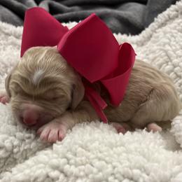 Hydrangea - Cream female Goldendoodle puppy in The Woodlands, Texas from Gracie's Goldendoodles and Bernedoodles