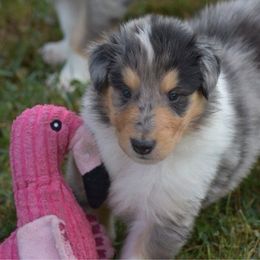 Rio - Blue merle white and tan male Collie puppy in Danville, Pennsylvania from Brookwood Collies, Smooth & Rough
