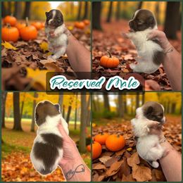 Chocolate Parti Male - Chocolate male Pomeranian puppy in Harrah, Oklahoma from Sunshines Pomeranians & Cavapoos