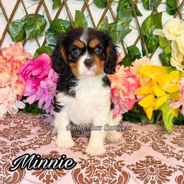 Minnie - Tri-color female Cavalier King Charles Spaniel puppy in Hollywood, Florida from World Class Cavaliers