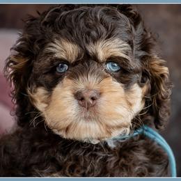 Eminem - Brown and tan male Cockapoo puppy in Connersville, Indiana from Deaz Doodle Ranch