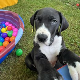 Boy 3 - Mantle male Great Dane puppy in Lake View, New York from North Park Great Danes