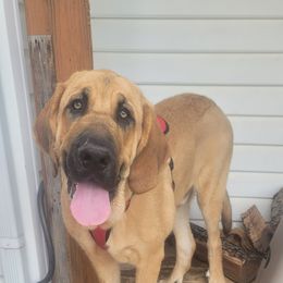 Boy 3 - Red Spanish Mastiff puppy in Prosperity, Pennsylvania from Prosperity Guardians