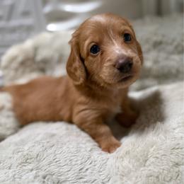 Gavroche - Red male Dachshund puppy in Eureka, California from Seaside Doxies